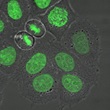 Image of H2B GFP Hela Cells