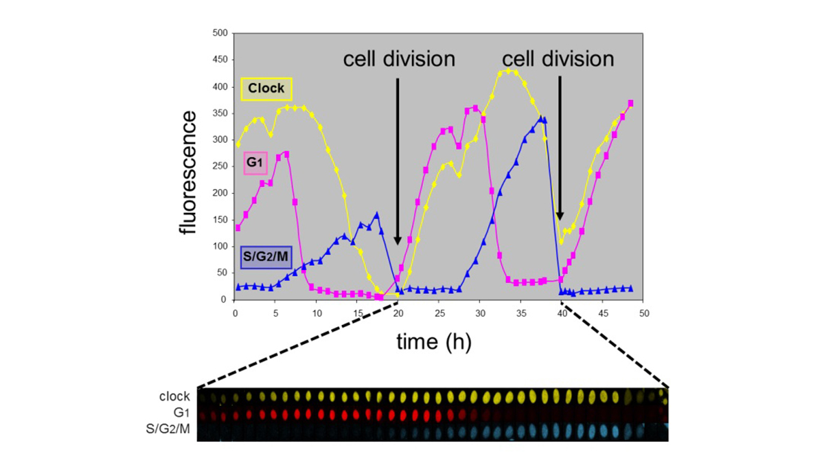 BMW-MolGen-Clock-In-healthy-cells-the-circadian-clock-and-cell-cycle-are-phase-coupled