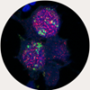 devbiol2 icon