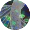 Molecular-genetics-dna