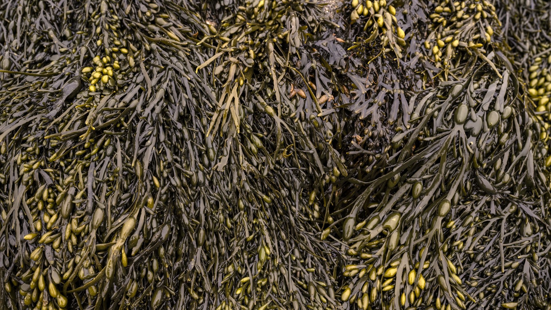 Onderzoek Monique Mulder zeewier en glucosespiegel