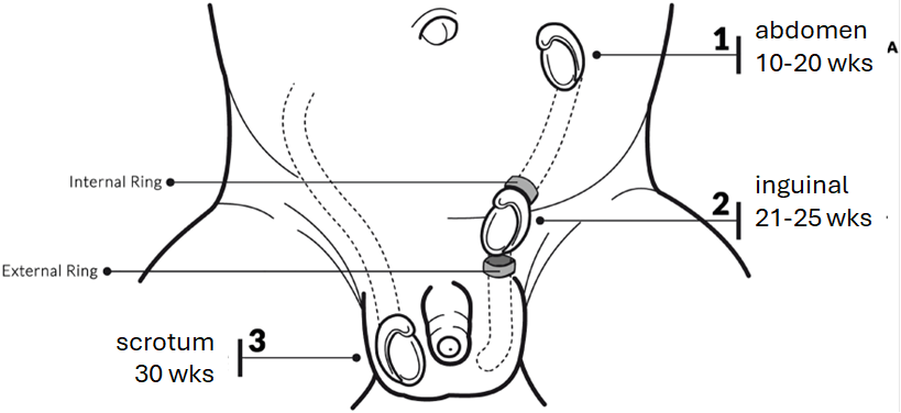 Indaling van de zaadbal van 10 tot 30 weken