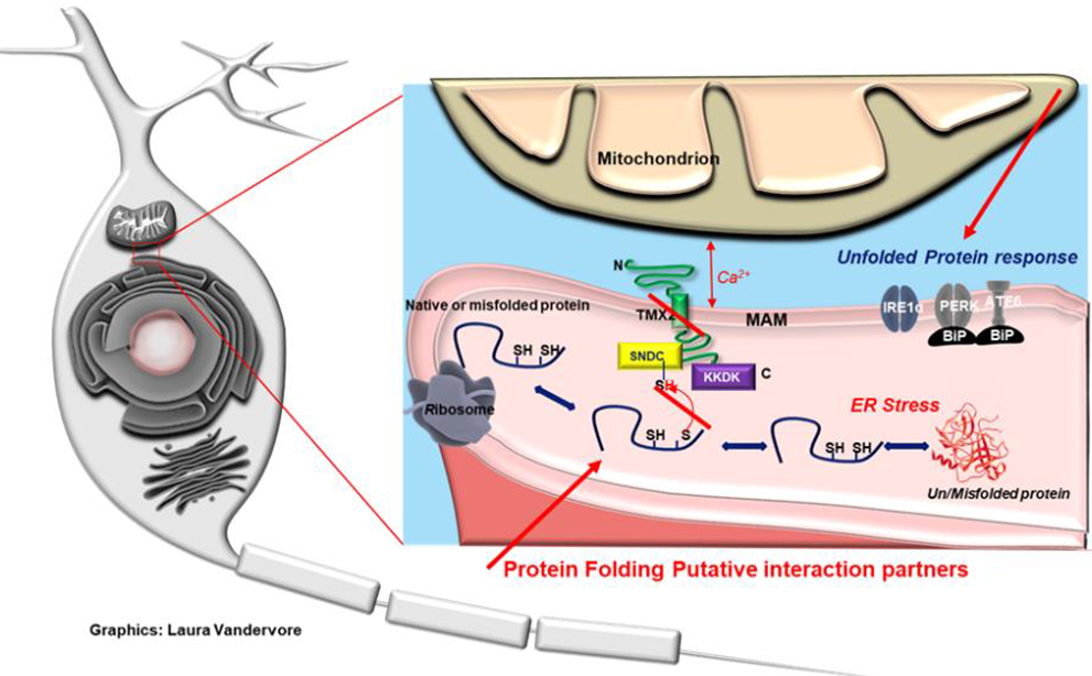 Second picture Genetics of brain malformations