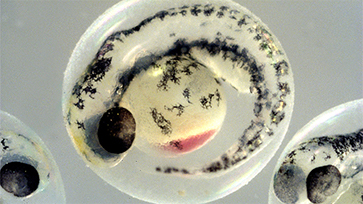 zebrafish day 1