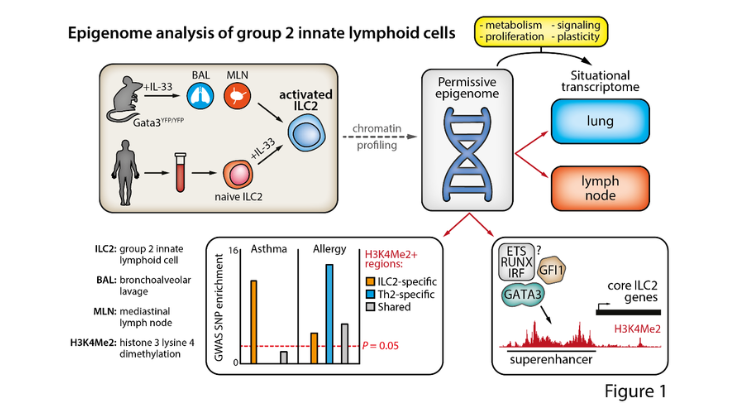 Epigenome analysis of group 2 lymphoid cells 