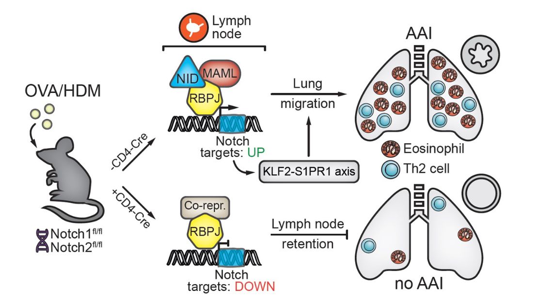 Notch signaling licenses allergic airway inflammation by promoting Th2 cell lymph node egress