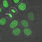 Image of H2B GFP Hela Cells