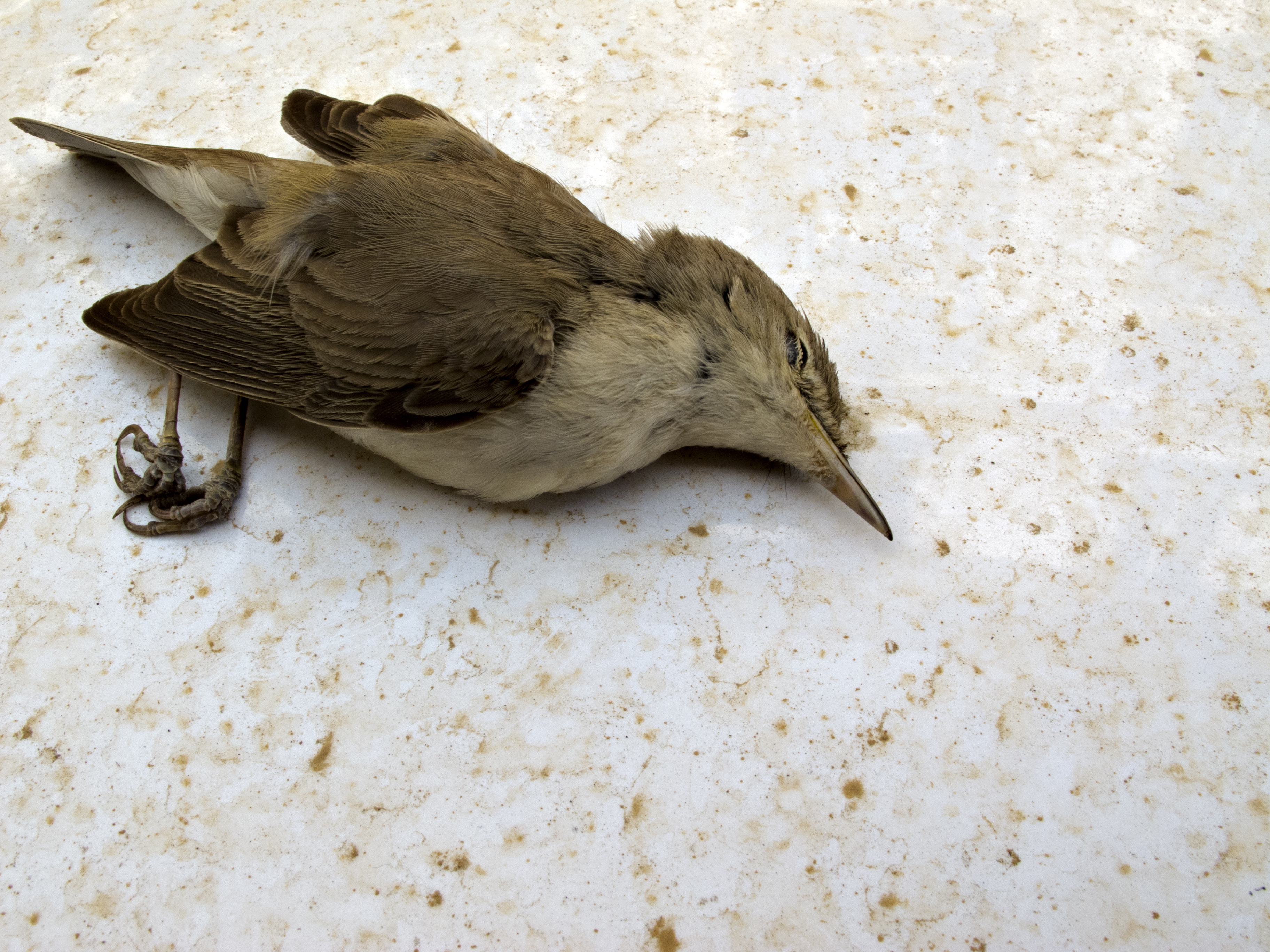 dood gevonden vogel