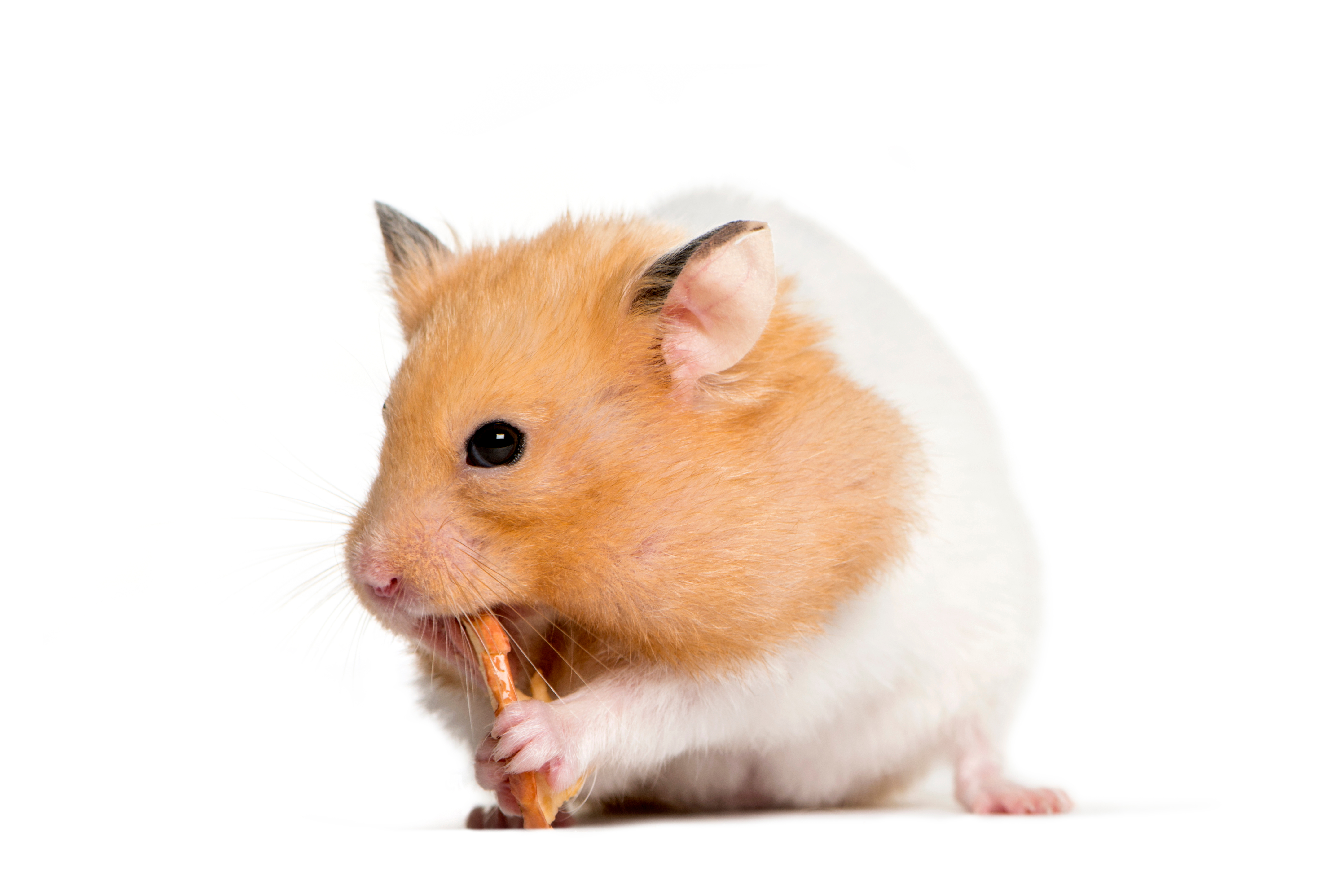 EDC Hamster Shutterstock