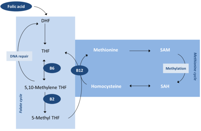 Dr. S.G. (Sandra) Heil Folate and vitamin B12 metabolism group