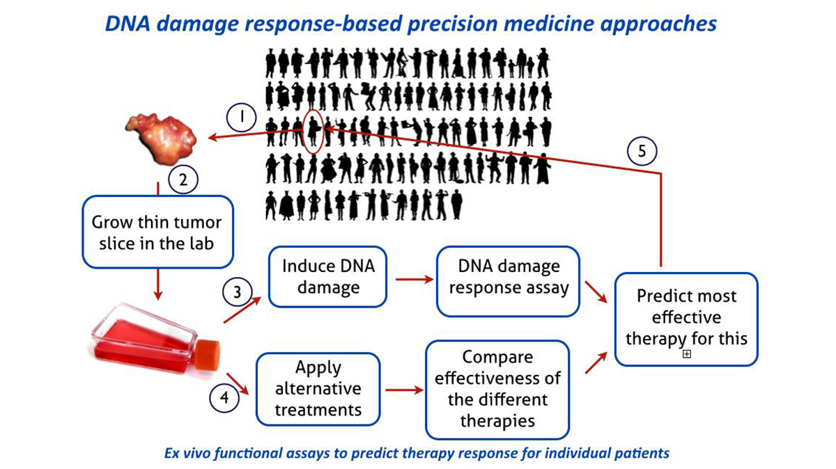 BMW-MG-Kanaar-DNA-damage-response-based-precision-medicine-approaches