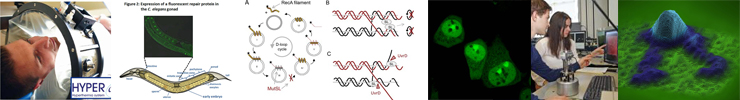 BMW Moleculaire Genetica, Researchline 1