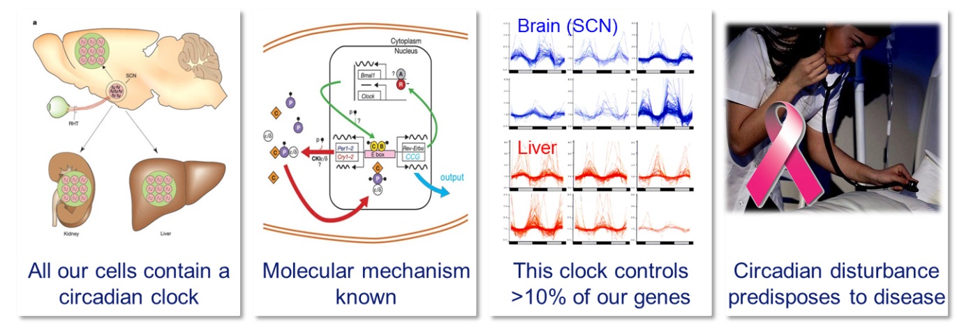 BMW-MolGen-Clock-Four- important-facts-about-the-circadian-clock