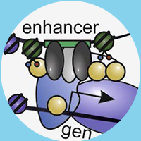 Functional Genetics of Human Appearance