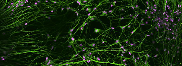 Cell Biology neural network