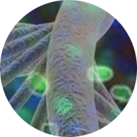 Molecular-genetics-dna