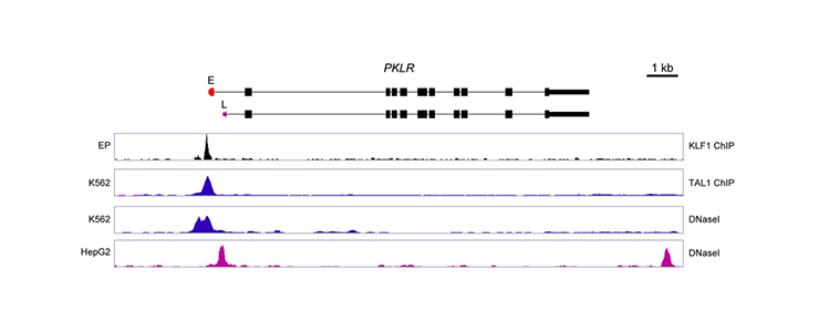 Philipsen-fig10