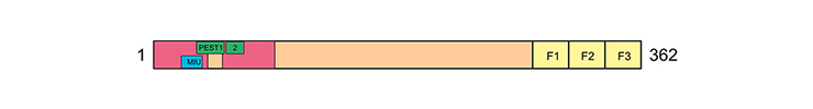 Philipsen-fig6