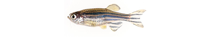 Poot-zebrafish-fig4