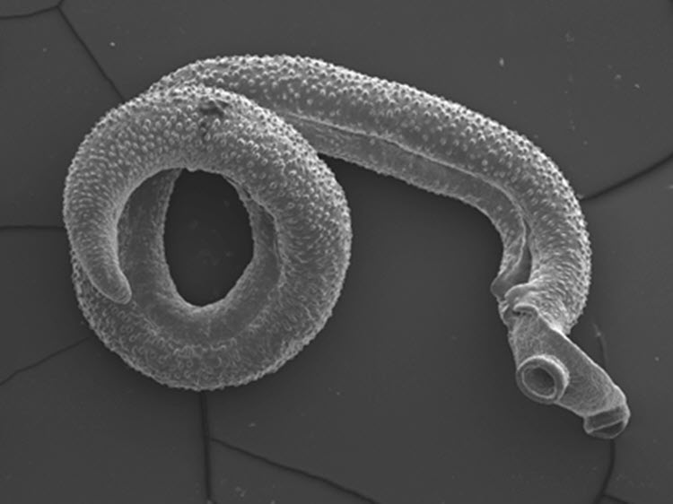 Adult worm Schistosoma mansoni