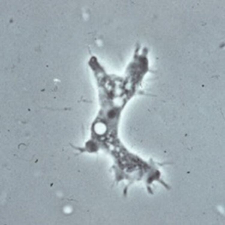 Acanthamoeba spp trophozoite