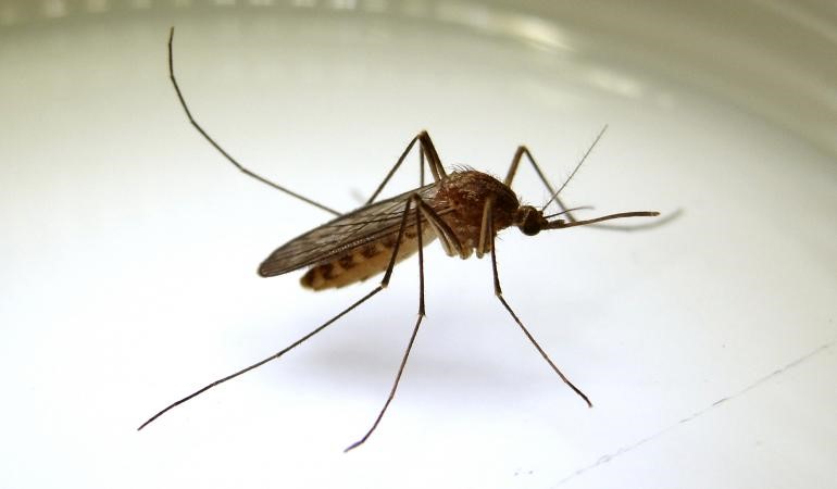 image mosquito